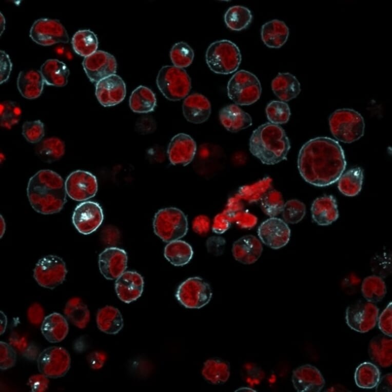 Immunofluorescence - Anti-HLA DRB Antibody [LN-3 + HLA-DRB/1067] (A252035) - Antibodies.com