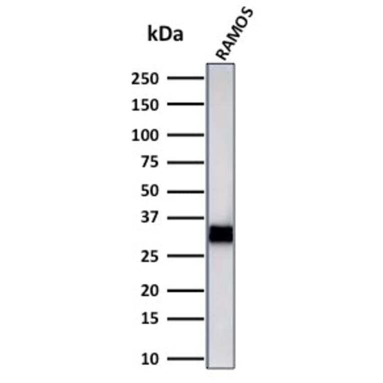 Western Blot - Anti-HLA DRB Antibody [LN-3 + HLA-DRB/1067] (A252035) - Antibodies.com