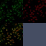 Immunofluorescence - Anti-FOXA1 Antibody [FOXA1/1241] (A248861) - Antibodies.com