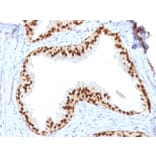 Immunohistochemistry - Anti-FOXA1 Antibody [FOXA1/1512] (A248862) - Antibodies.com