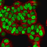 Immunofluorescence - Anti-FOXA1 Antibody [FOXA1/1512] (A248862) - Antibodies.com