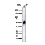 Western Blot - Anti-FOXA1 Antibody [FOXA1/1515] (A248864) - Antibodies.com