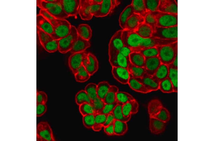 Immunofluorescence - Anti-FOXA1 Antibody [FOXA1/1518] (A248866) - Antibodies.com