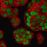 Immunofluorescence - Anti-FOXA1 Antibody [FOXA1/1518] (A248866) - Antibodies.com