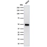 Western Blot - Anti-FOXA1 Antibody [FOXA1/1519] (A248867) - Antibodies.com