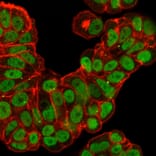 Immunofluorescence - Anti-FOXA1 Antibody [FOXA1/2230R] (A248868) - Antibodies.com