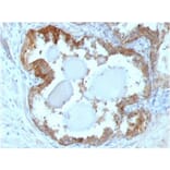 Immunohistochemistry - Anti-HSP27 Antibody [G3.1] (A248872) - Antibodies.com