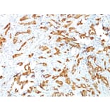 Immunohistochemistry - Anti-HSP27 Antibody [G3.1] (A248872) - Antibodies.com