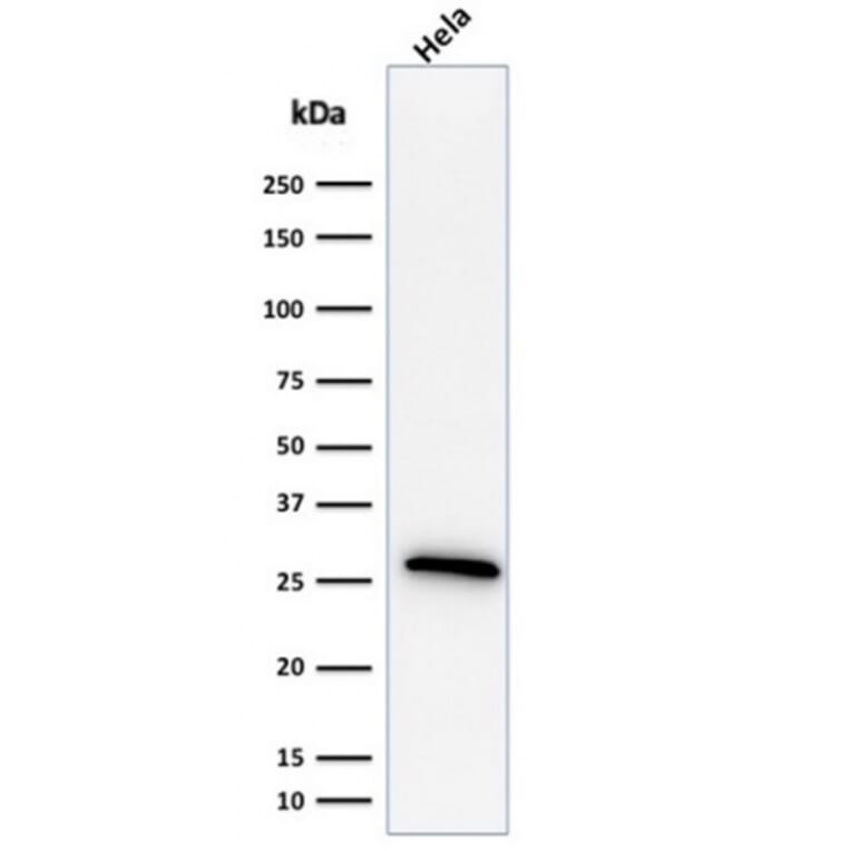 Western Blot - Anti-HSP27 Antibody [G3.1] (A248872) - Antibodies.com