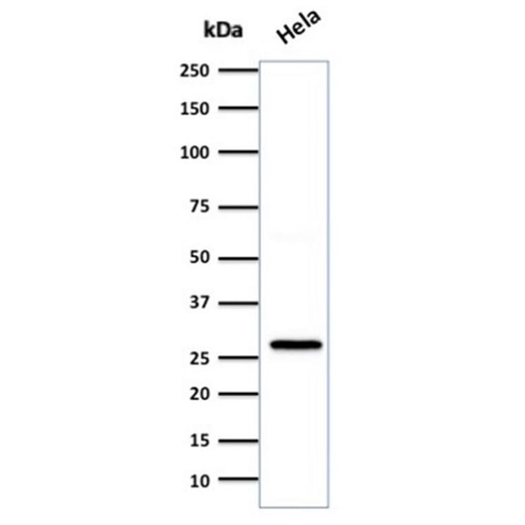 Western Blot - Anti-HSP27 Antibody [SPM252] (A248873) - Antibodies.com