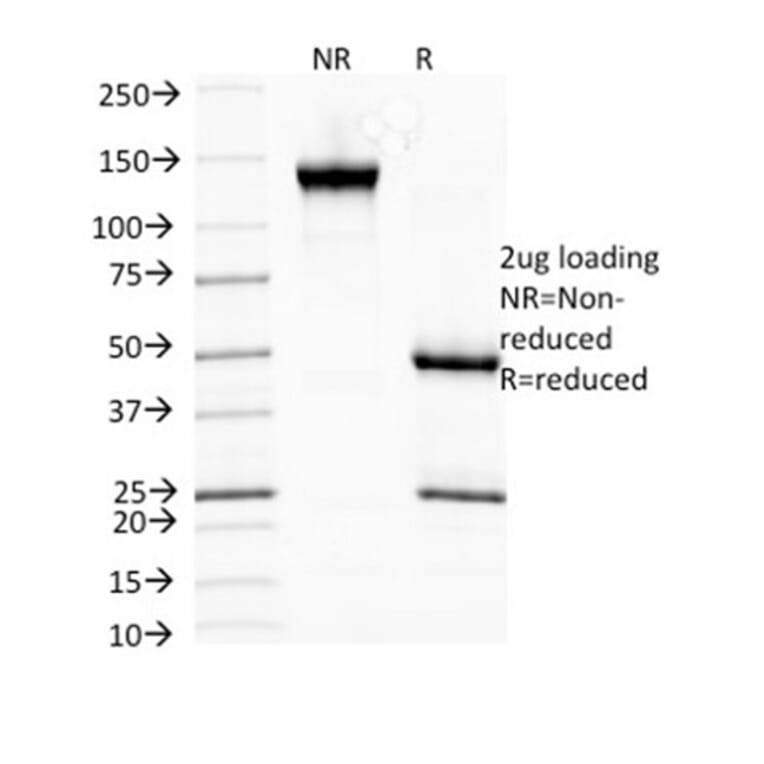 SDS-PAGE - Anti-HSP27 Antibody [SPM252] (A248873) - Antibodies.com