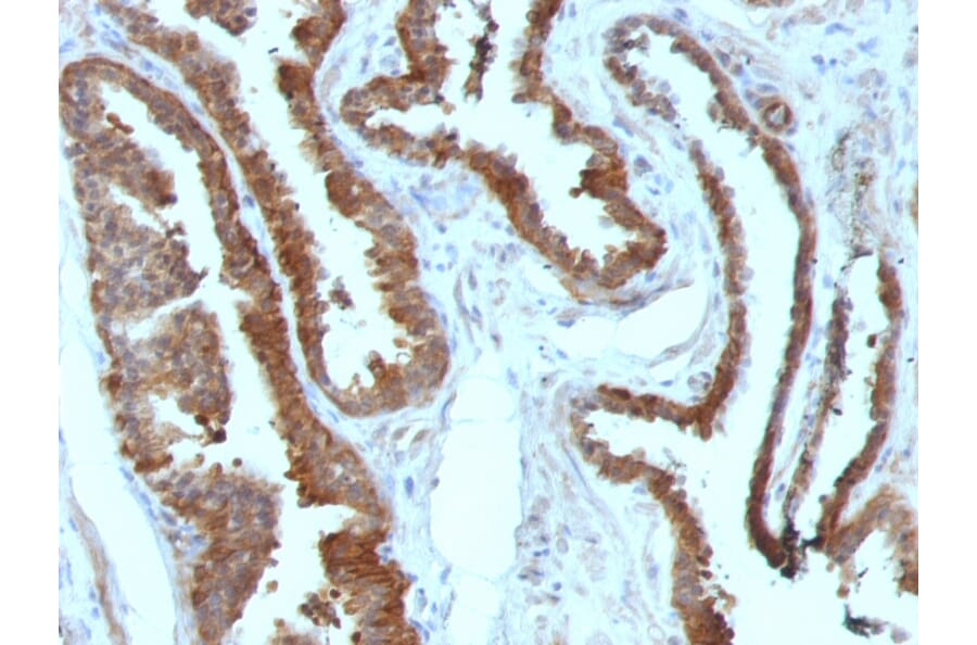 Immunohistochemistry - Anti-HSP27 Antibody [HSPB1/774] (A248874) - Antibodies.com