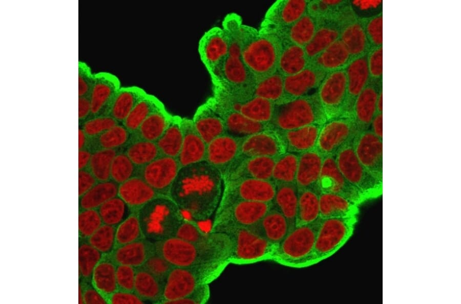 Immunofluorescence - Anti-HSP27 Antibody [HSPB1/774] (A248874) - Antibodies.com