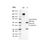 SDS-PAGE - Anti-HSP27 Antibody [CPTC-HSPB1-2] (A248875) - Antibodies.com