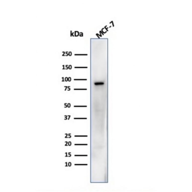 Western Blot - Anti-HSP90 beta Antibody [HSP90AB1/3952] (A248879) - Antibodies.com