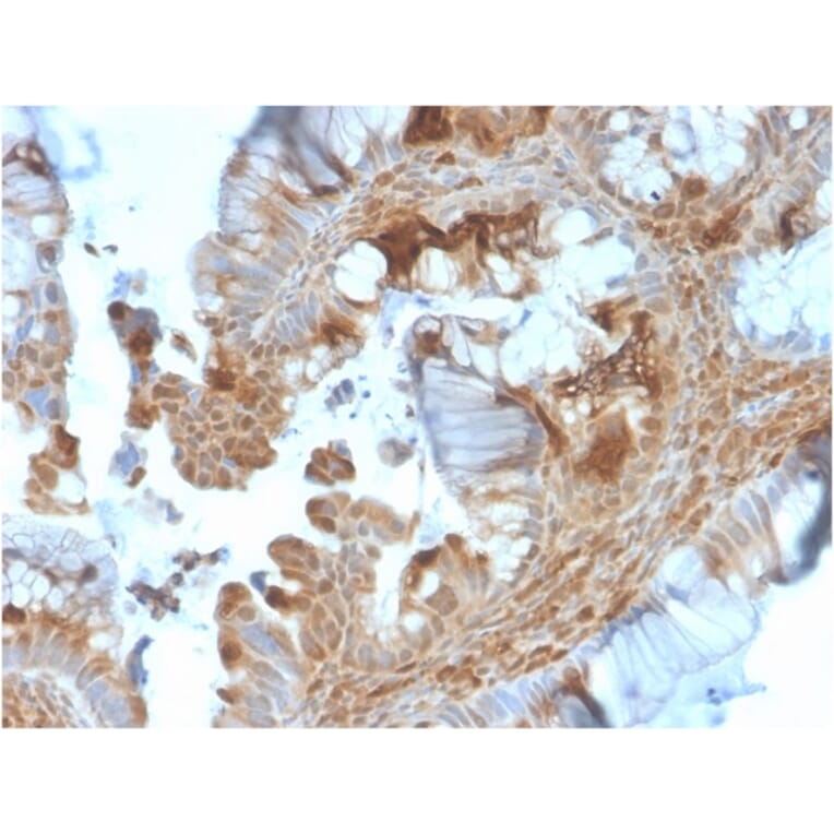 Immunohistochemistry - Anti-HSP90 beta Antibody [HSP90AB1/3953] (A248880) - Antibodies.com