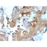 Immunohistochemistry - Anti-HSP90 beta Antibody [HSP90AB1/3953] (A248880) - Antibodies.com