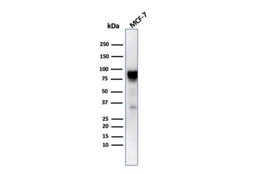 Western Blot - Anti-HSP90 beta Antibody [HSP90AB1/3953] (A248880) - Antibodies.com