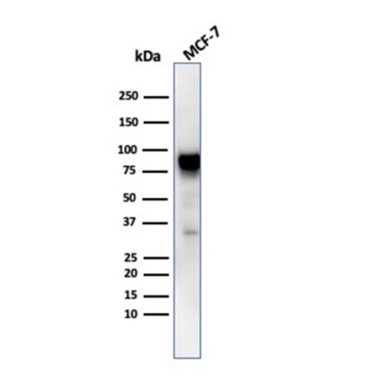 Western Blot - Anti-HSP90 beta Antibody [HSP90AB1/3953] (A248880) - Antibodies.com