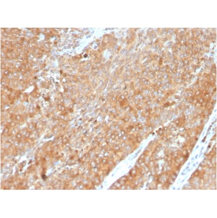 Immunohistochemistry - Anti-HSP90 beta Antibody [HSP90AB1/3954] (A248881) - Antibodies.com