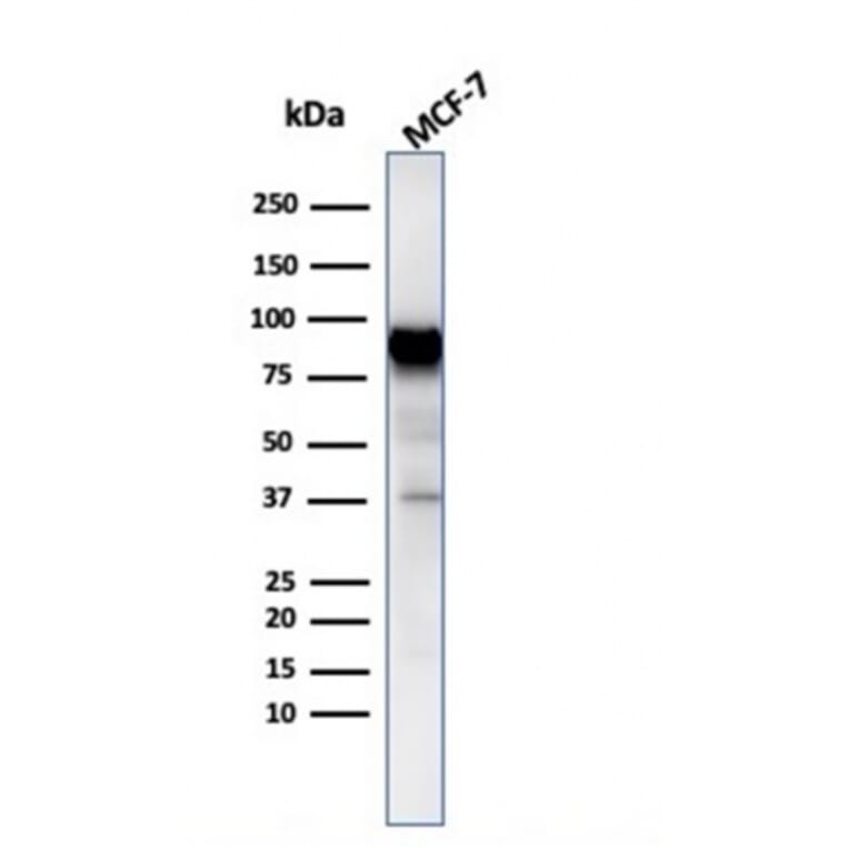 Western Blot - Anti-HSP90 beta Antibody [HSP90AB1/3954] (A248881) - Antibodies.com