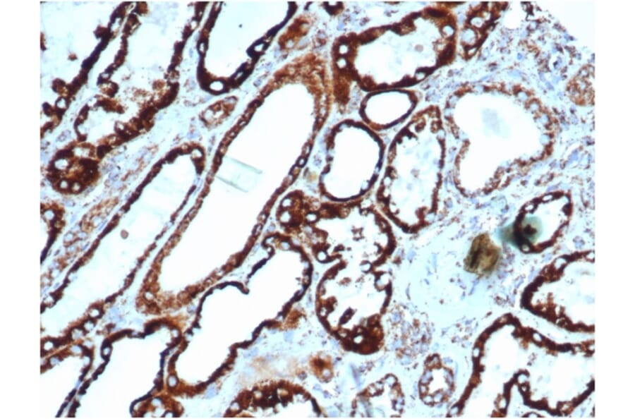 Immunohistochemistry - Anti-HSP60 Antibody [rHSPD1/6495] (A248881) - Antibodies.com