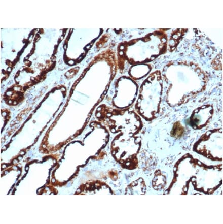 Immunohistochemistry - Anti-HSP60 Antibody [rHSPD1/6495] (A248881) - Antibodies.com