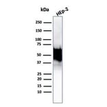 Western Blot - Anti-HSP60 Antibody [rHSPD1/6495] (A248882) - Antibodies.com
