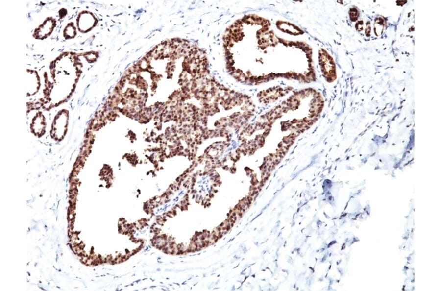 Immunohistochemistry - Anti-HSP60 Antibody [LK1] (A248883) - Antibodies.com