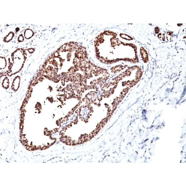 Immunohistochemistry - Anti-HSP60 Antibody [LK1] (A248883) - Antibodies.com