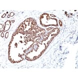 Immunohistochemistry - Anti-HSP60 Antibody [LK1] (A248883) - Antibodies.com