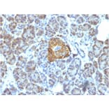 Immunohistochemistry - Anti-HSP60 Antibody [LK1] (A248883) - Antibodies.com