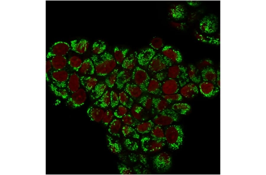 Immunofluorescence - Anti-HSP60 Antibody [LK1] (A248883) - Antibodies.com