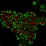 Immunofluorescence - Anti-HSP60 Antibody [LK1] (A248883) - Antibodies.com