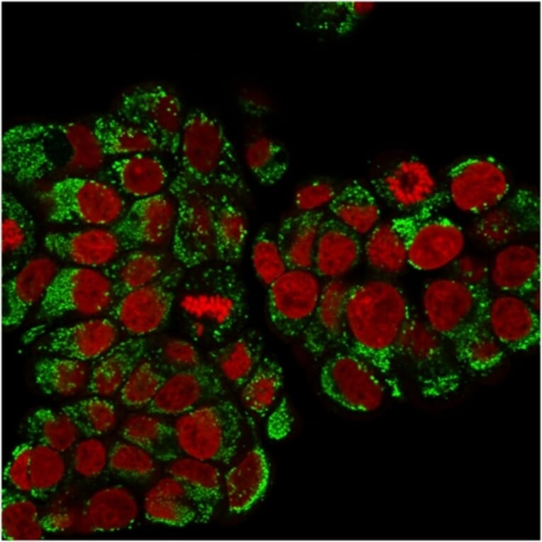 Immunofluorescence - Anti-HSP60 Antibody [SPM253] (A248883) - Antibodies.com