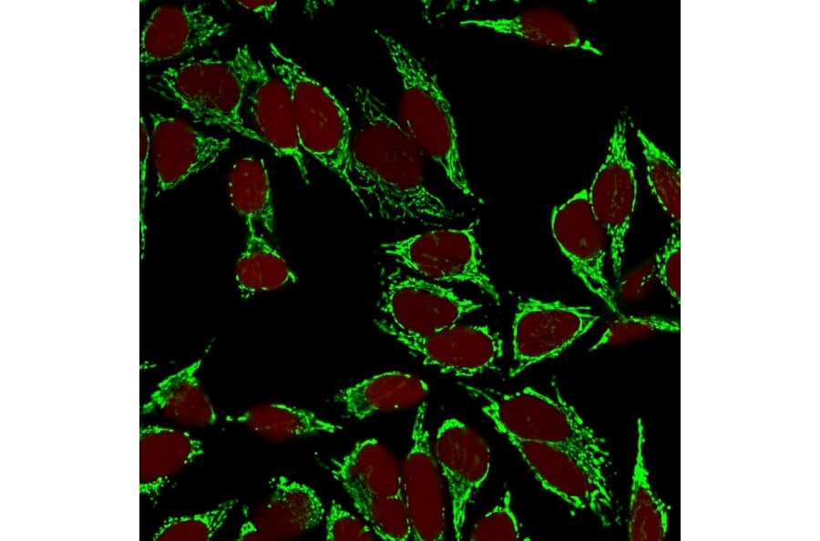 Immunofluorescence - Anti-HSP60 Antibody [LK2] (A248884) - Antibodies.com