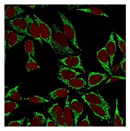 Immunofluorescence - Anti-HSP60 Antibody [LK2] (A248884) - Antibodies.com