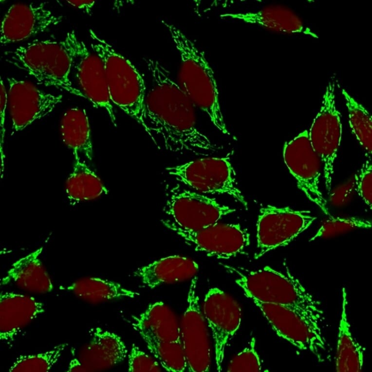 Immunofluorescence - Anti-HSP60 Antibody [LK2] (A248884) - Antibodies.com