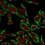 Immunofluorescence - Anti-HSP60 Antibody [LK2] (A248884) - Antibodies.com
