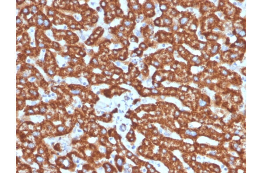 Immunohistochemistry - Anti-HSP60 Antibody [LK2] (A248885) - Antibodies.com