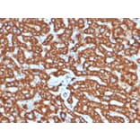 Immunohistochemistry - Anti-HSP60 Antibody [LK2] (A248885) - Antibodies.com