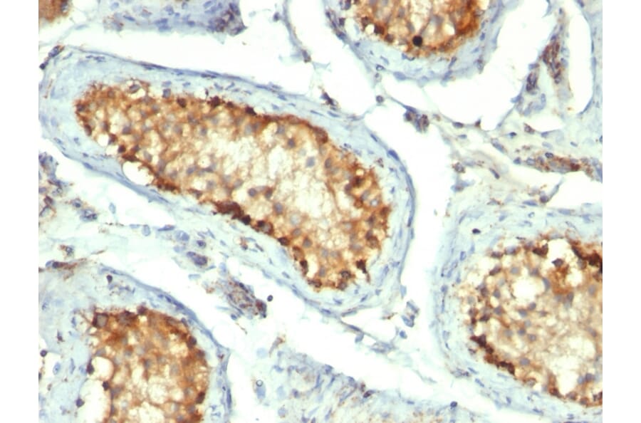 Immunohistochemistry - Anti-HSP60 Antibody [GROEL/730] (A248886) - Antibodies.com