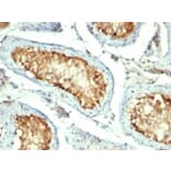 Immunohistochemistry - Anti-HSP60 Antibody [GROEL/730] (A248886) - Antibodies.com