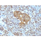 Immunohistochemistry - Anti-HSP60 Antibody [GROEL/730] (A248886) - Antibodies.com