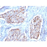 Immunohistochemistry - Anti-HSP60 Antibody [HSPD1/780] (A248887) - Antibodies.com