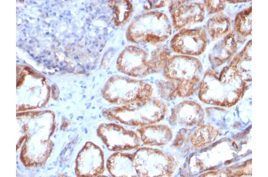 Immunohistochemistry - Anti-HSP60 Antibody [HSPD1/780] (A248887) - Antibodies.com
