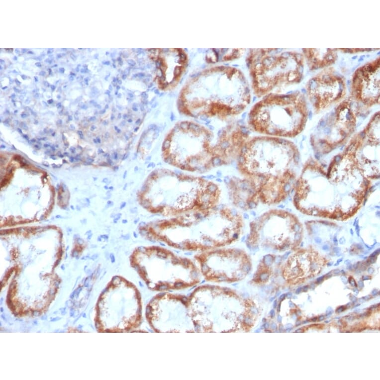 Immunohistochemistry - Anti-HSP60 Antibody [HSPD1/780] (A248887) - Antibodies.com