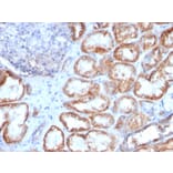 Immunohistochemistry - Anti-HSP60 Antibody [HSPD1/780] (A248887) - Antibodies.com