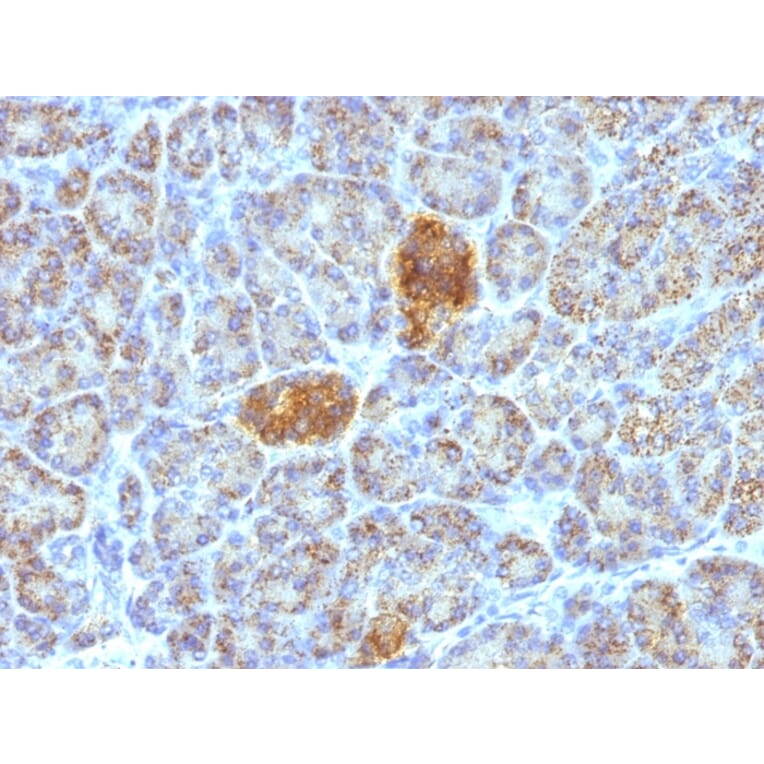 Immunohistochemistry - Anti-HSP60 Antibody [HSPD1/780] (A248887) - Antibodies.com