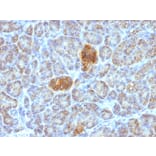 Immunohistochemistry - Anti-HSP60 Antibody [HSPD1/780] (A248887) - Antibodies.com